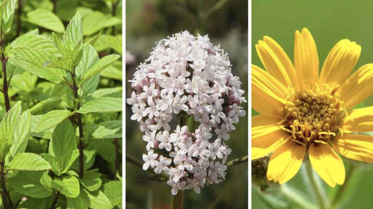 Plantes médicinales