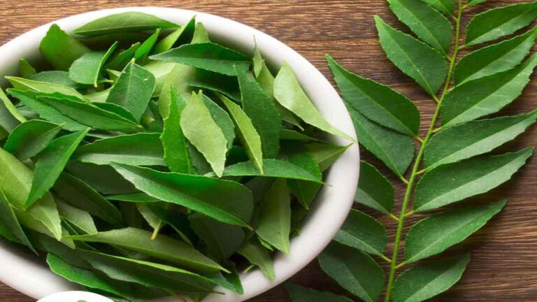 Les feuilles de curry  les herbes du sud de l’Inde avec un pouvoir d’étoile majeur