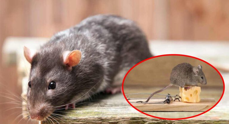 Cette astuce efficace pour se débarrasser des rats