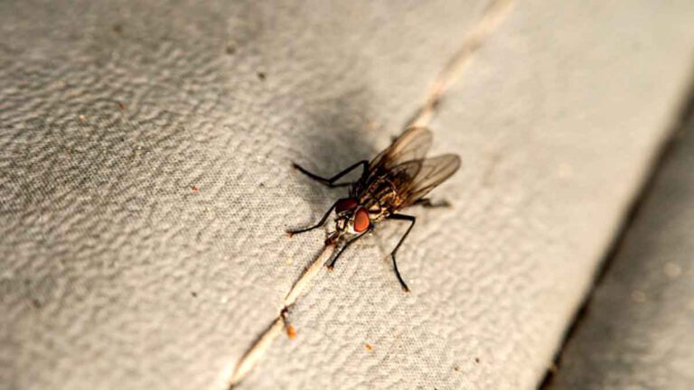 Mouches dans la maison voici des astuces naturelles hyper efficaces pour s’en débarrasser une bonne fois pour toutes