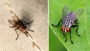 4 pièges faits maison pour éliminer les mouches