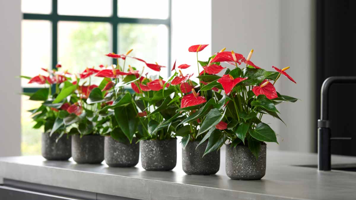 Entretien de l’anthurium  comment faire prospérer cette plante fleurissante