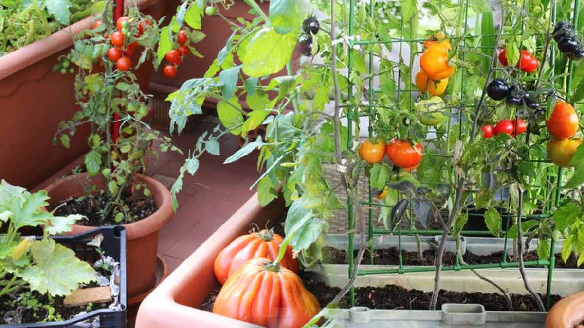 4 astuces pour cultiver des légumes sans jardin