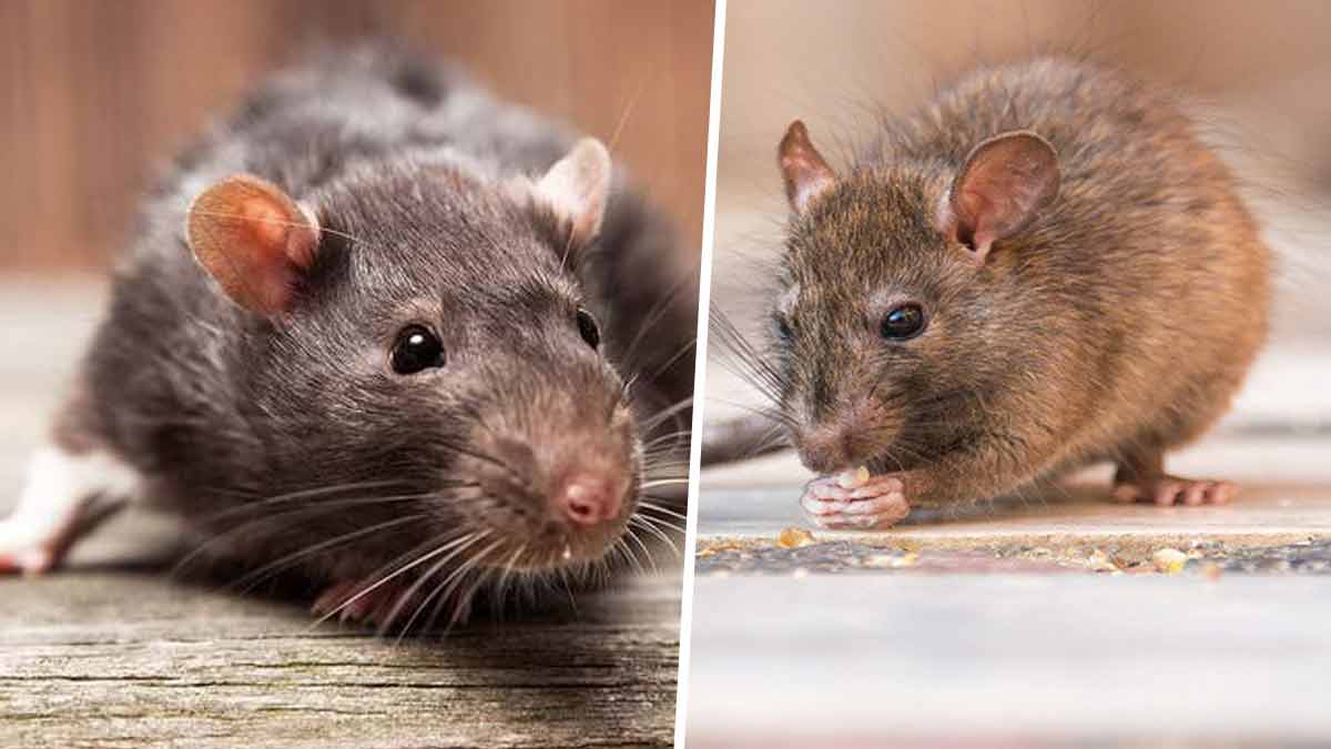 7 manières très efficaces pour éloigner les Rats sans aucun produit toxique