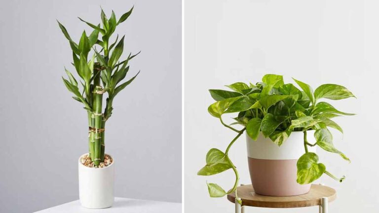 Ces 4 plantes attirent la richesse dans votre maison selon le Feng Shui