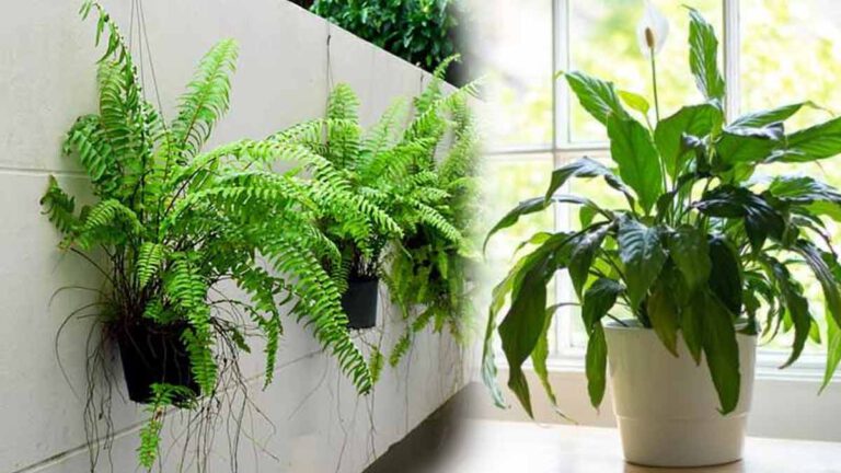 Voici 10 plantes qui absorbent l’humidité dans la salle de bain