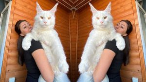 Voici Kefir, un chat de race Maine Coon qui impressionne par ses mensurations géantes