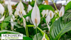 Découvrez 12 conseils d’experts pour prendre soin du spathiphyllum