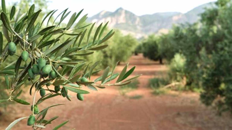 Voici comment tailler l’olivier pour avoir des olives à coup sûr