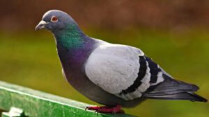 Alerte danger, l’arnaque à la fiente d’oiseau fait des ravages, la gendarmerie met en garde