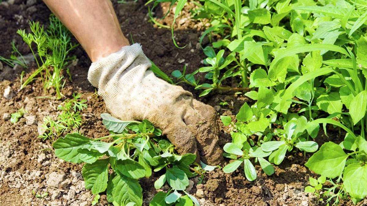 Éliminer efficacement les mauvaises herbes avec ces 7 désherbants naturels