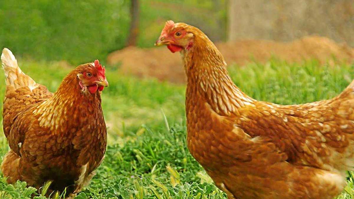 Les 15 choses que les poules n’aiment pas le plus au jardin