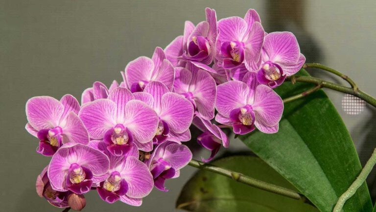 Orchidée  cette astuce simple qui promet une reproduction immédiate