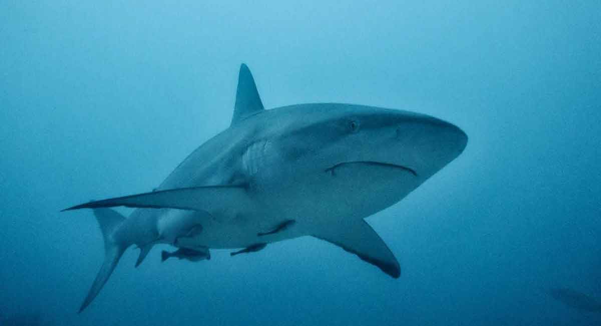 Un redoutable requin s’approche d’un bateau, la vidéo est digne des Dents de la mer !