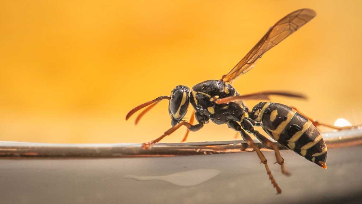 7 astuces naturelles et magiques, imparables pour enfin faire fuir les Guêpes