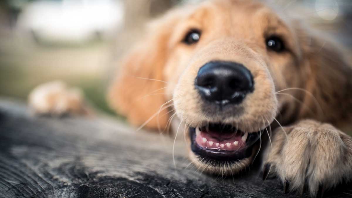 Chiens voici les fonctions de leurs moustaches et pourquoi il ne faut JAMAIS les couper