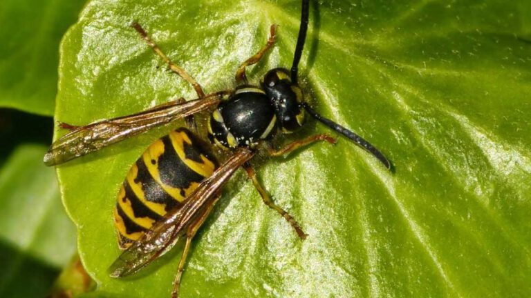 Été 2022 8 plantes qu’il faut absolument avoir pour se protéger des guêpes naturellement !