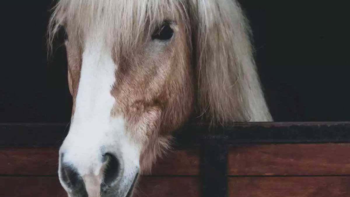 Il constate que le poney de son fils a disparu et fait une macabre découverte !