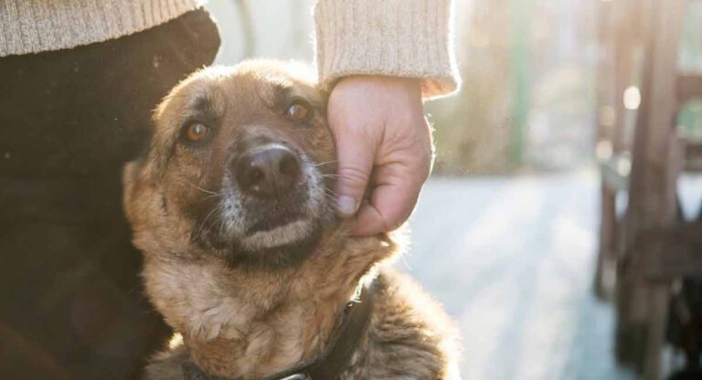 Problème de voisinage Une femme découvre son chien pendu à une poutre