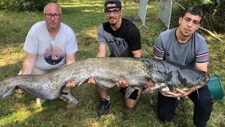 Un jeune pêcheur de 15 ans a attrapé un gigantesque silure de 2m47, photos impressionnantes