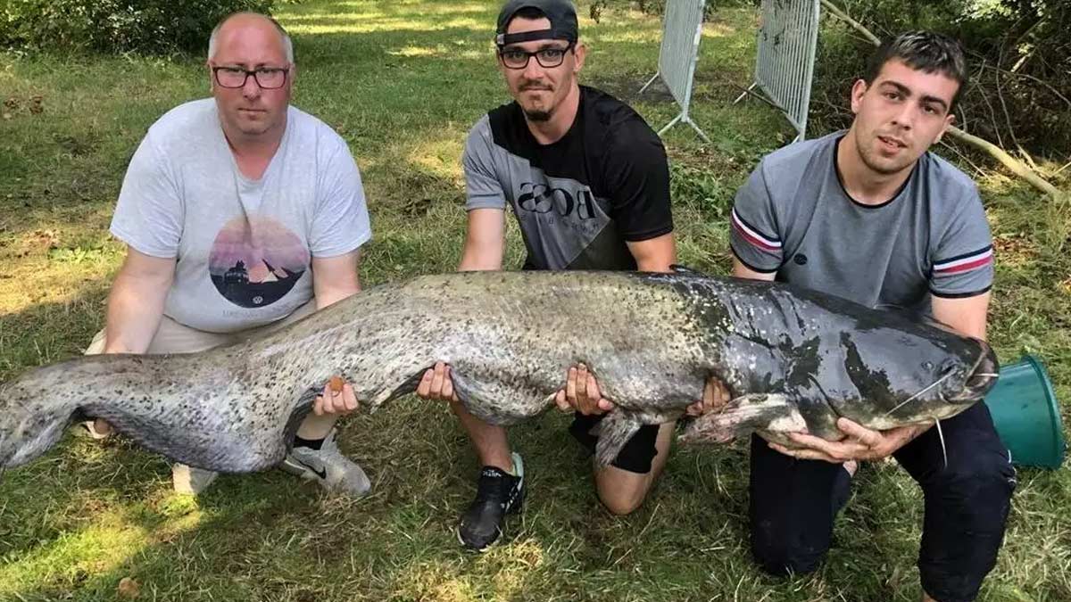 Un jeune pêcheur de 15 ans a attrapé un gigantesque silure de 2m47, photos impressionnantes