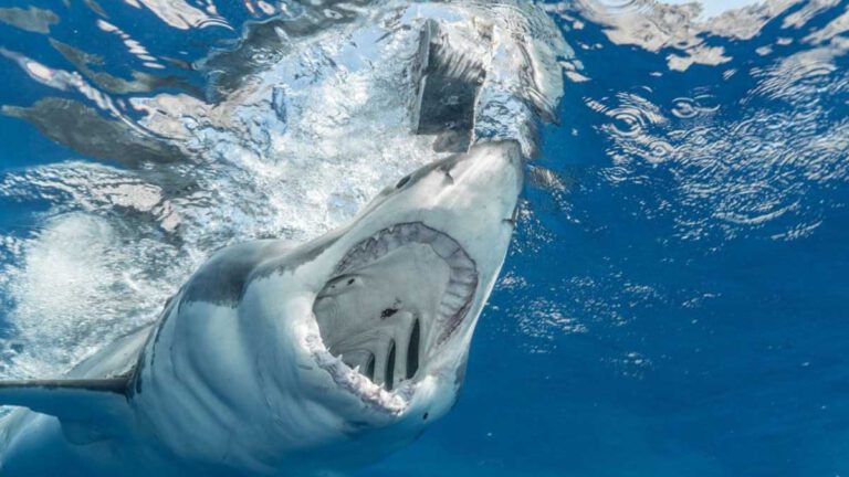 Une jeune fille attrapée à la jambe et à la main par un requin, son frère lutte contre l’animal, la suite est stupéfiante