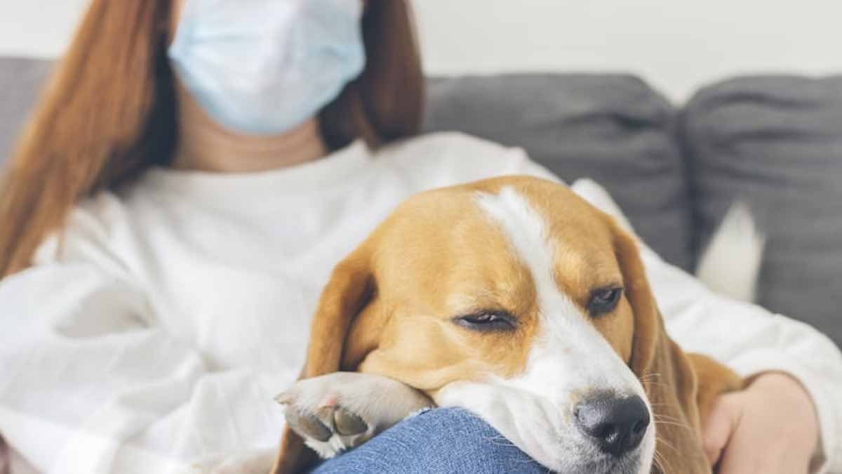 Variole du singe : un chien contaminé par ses propriétaires en France