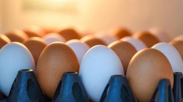 cette raison en laquelle on ne doit jamais ranger ses œufs dans la porte du refrigerateur