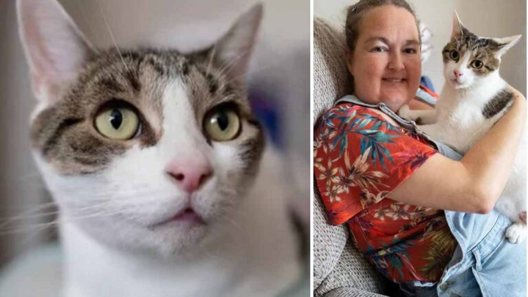 elle fait un arret cardiaque pendant son sommeil son chat lui sauve la vie d un geste heroique