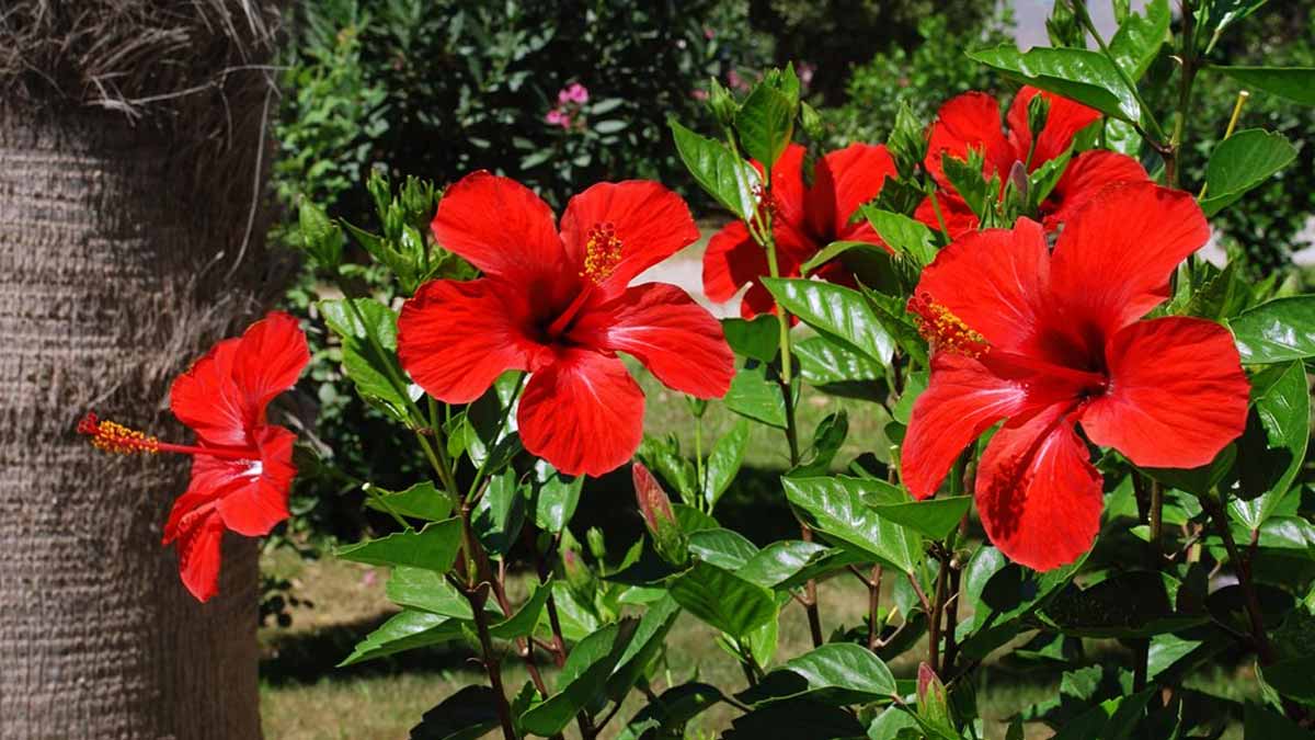 Comment peut-on faire doubler la taille de vos fleurs d’hibiscus