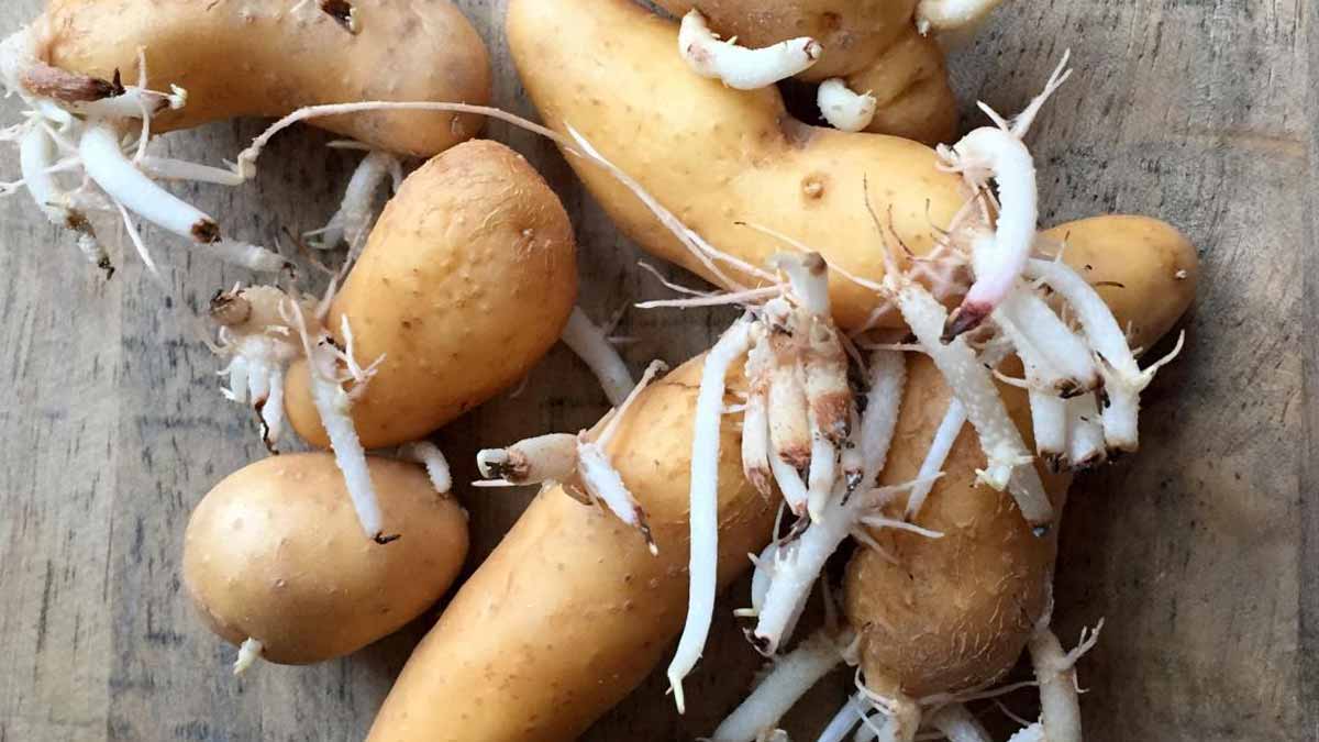 Est-il encore possible de manger des pommes de terre germées