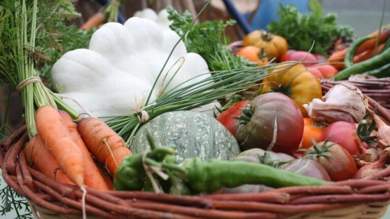 Mauvaise récolte des légumes entre hausse des prix et pénurie potentielle, rien ne va plus