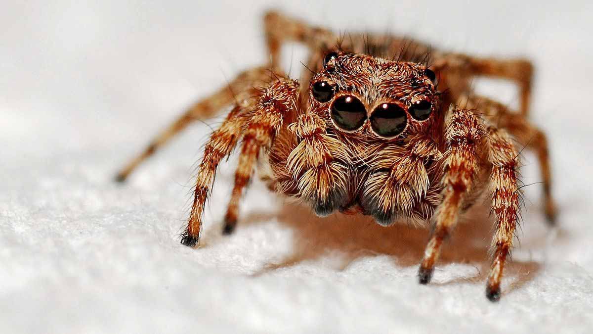 Panique chez LIDL une araignée exotique de plus de 10 centimètres trouvée dans un colis de bananes !