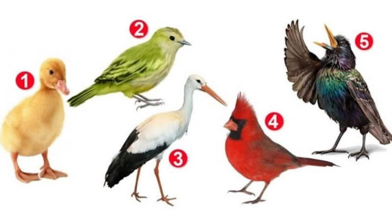 Test de personnalité choisissez un oiseau pour en apprendre plus sur votre personnalité