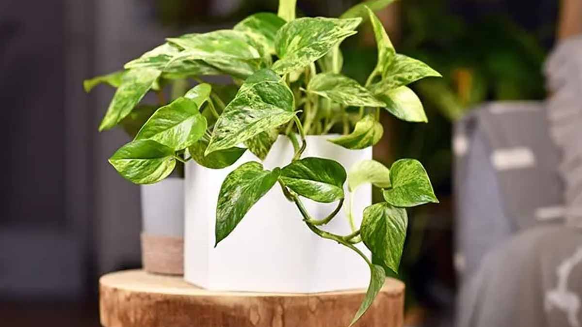 ces plantes éliminent la poussière et elle sont idéal partout dans n'importe quel maison