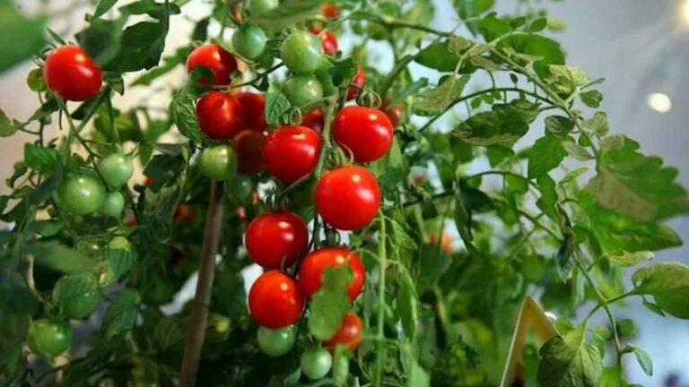 Comment tailler le pied de tomate cerise pour l’hiver Conseils simples des spécialistes