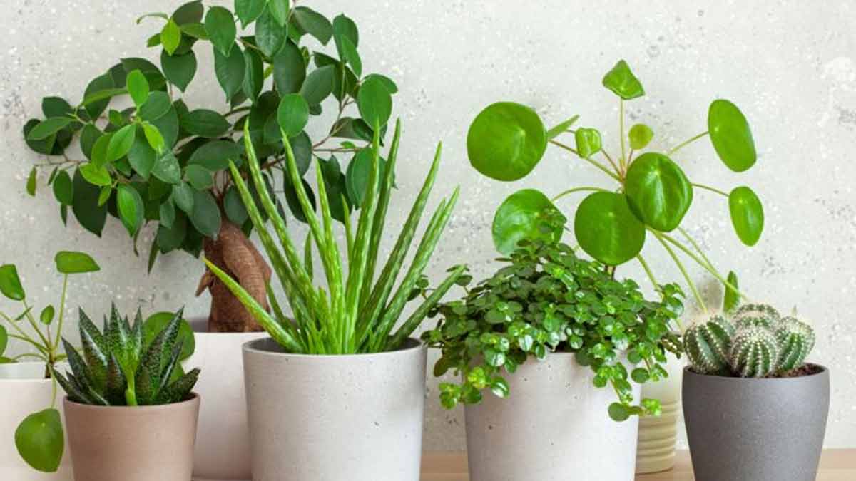 Grande plante d’intérieur facile à entretenir 5 beaux végétaux qu’il est impossible de tuer