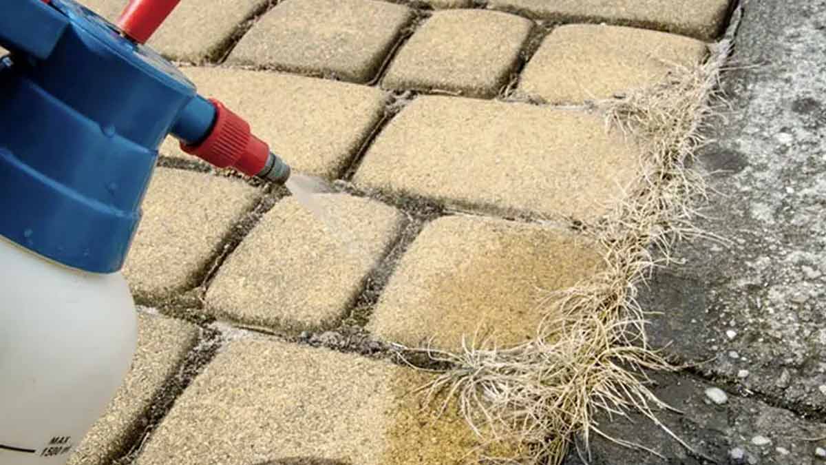 Mauvaises herbes dans la terrasse ou le jardin L’astuce des jardiniers afin de les éliminer en un rien de temps