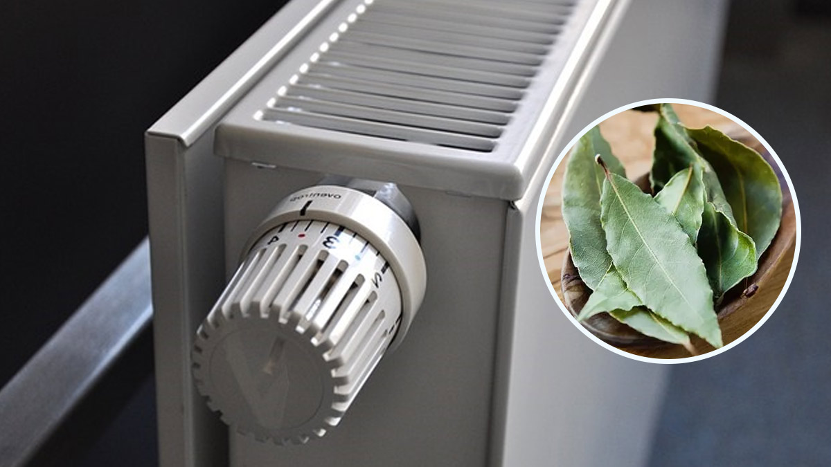 Des feuilles de laurier sur le radiateur, une méthode pour parfumer la maison en pleine periode hivernale