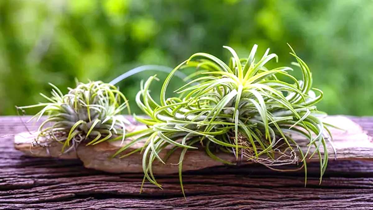 4 plantes d’intérieur qui éliminent l’humidité et évite l’apparition de moisissure dans la maison