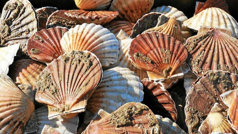 Autour de Guingamp Nina met en vente ses coquilles Saint-Jacques en direct à prix bas