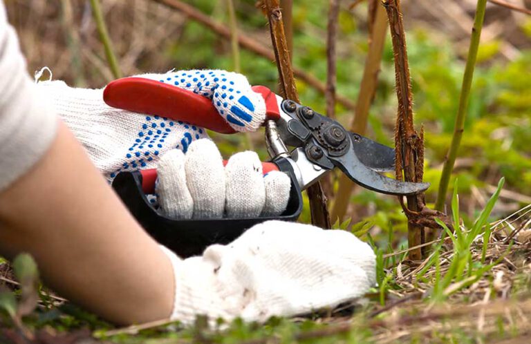 Comment couper les framboisiers pour l’hiver Ce qu’il faut savoir avant de débuter