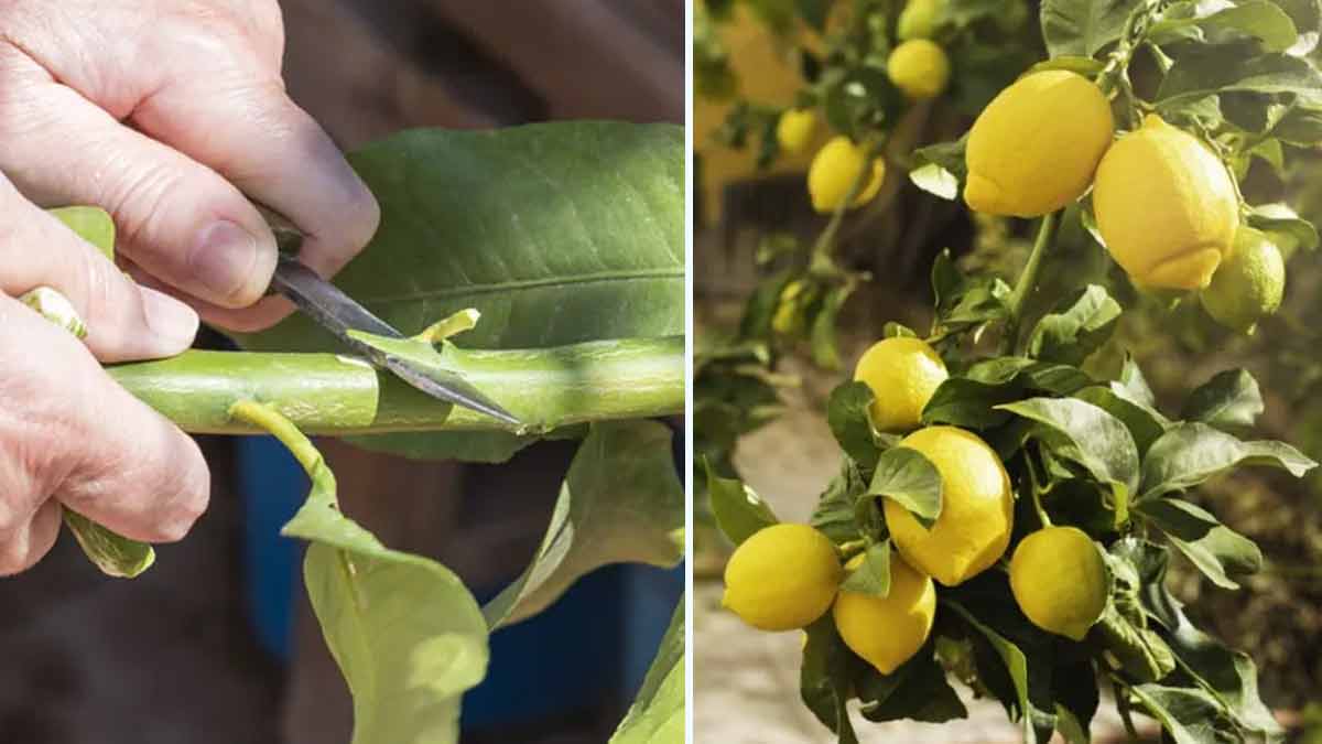 Comment greffer un citronnier pour avoir de beaux citrons Tous nos conseils pratiques !