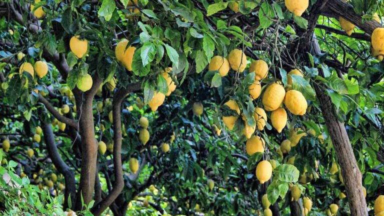 Comment greffer un citronnier pour cueillir de beaux citrons Toutes nos astuces pratiques !