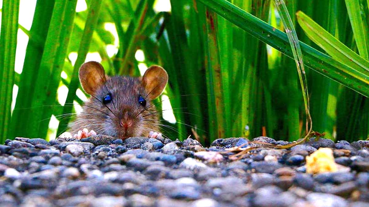 Comment se débarrasser des rats dans le jardin Les astuces pour faire fuir les rongeurs