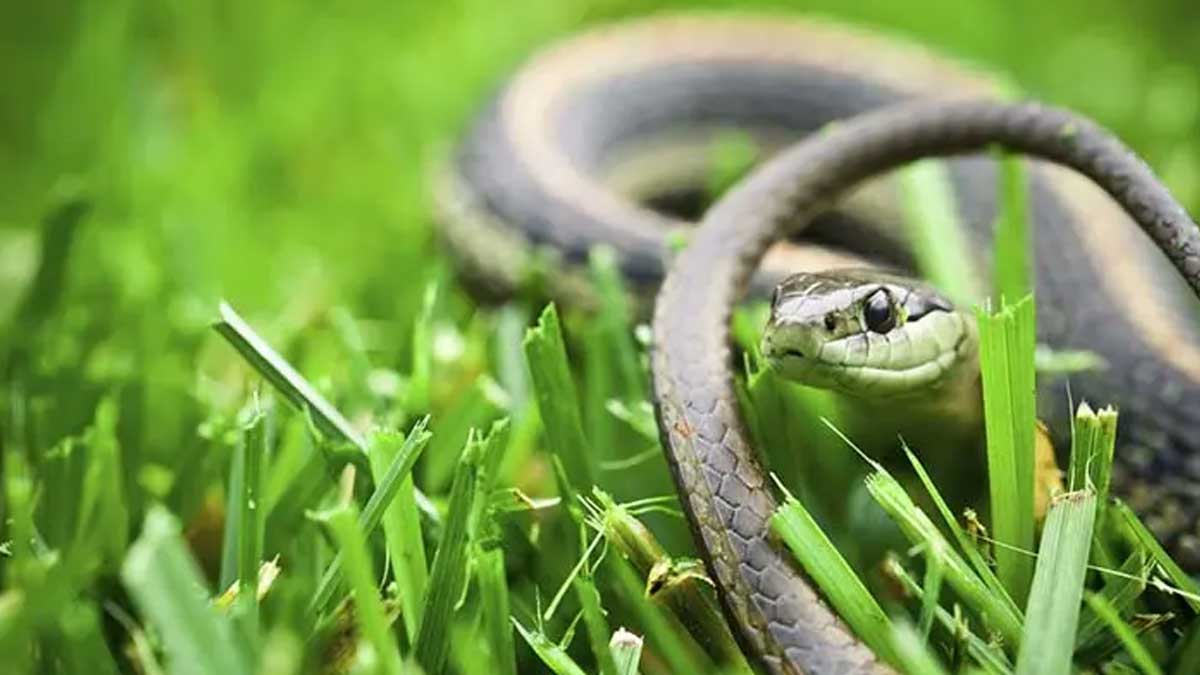 Éloignez les vipères et les serpents de votre jardin avec des astuces simple ils ne vont plus revenir