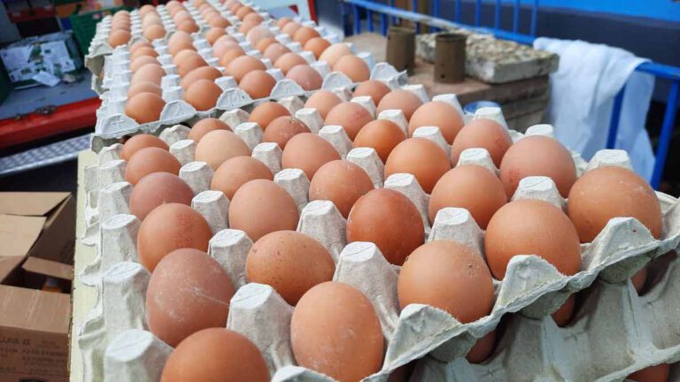 Grippe aviaire, inflation. On va vers une pénurie d'oeufs. Les éleveurs bretons de poules veulent être entendus