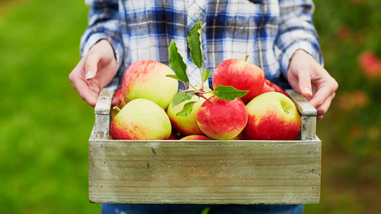 Manger une pomme par jour éloigne-t-il réellement le médecin