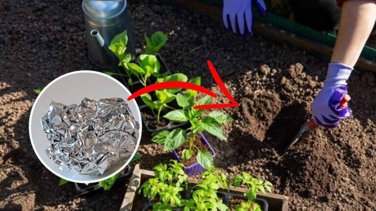 Mettez une boule de papier aluminium sur vos plantes vous allez venir à bout de ces 6 problèmes pour de bon