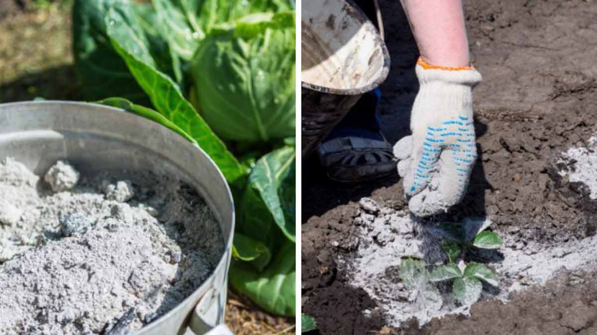 Quelles plantes adorent la cendre de bois